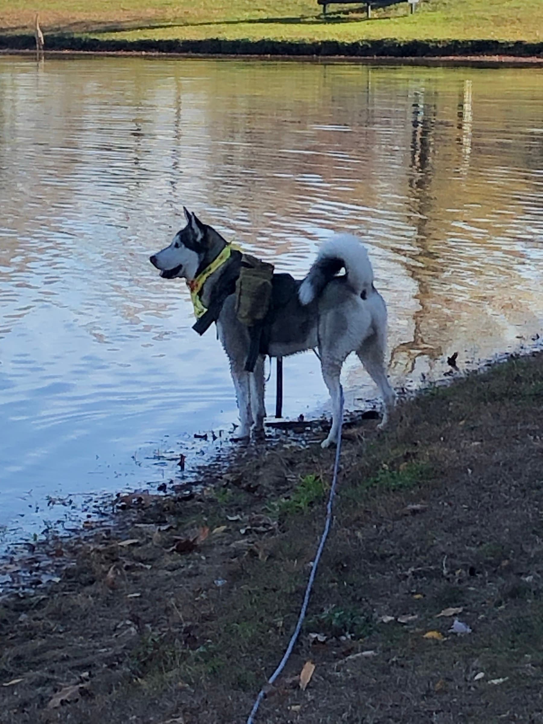 Ryot, a husky, standing at the edge of a pond